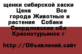 щенки сибирской хаски  › Цена ­ 10 000 - Все города Животные и растения » Собаки   . Свердловская обл.,Краснотурьинск г.